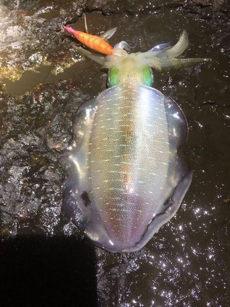 2022 佐渡ヶ島エギング 20回目【9月30日】