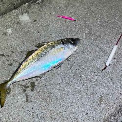 島アジング復活！？短い時合いだったけど良型アジ連発！