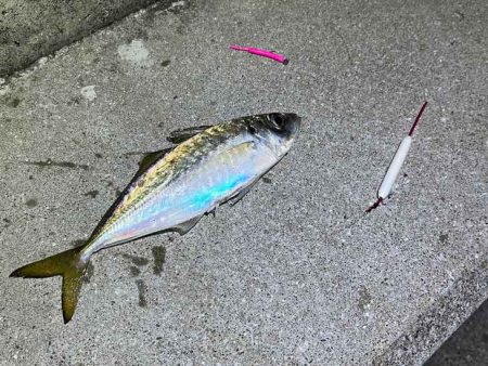 島アジング復活！？短い時合いだったけど良型アジ連発！