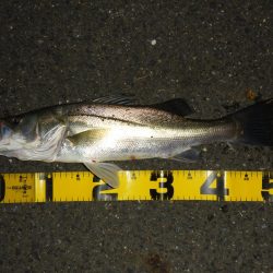 満潮時の浅場攻略