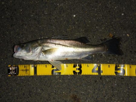 満潮時の浅場攻略