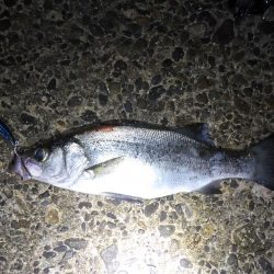 荒れ気味のコンディションにて