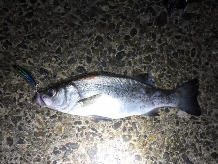 荒れ気味のコンディションにて