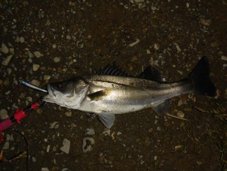 落ちアユパターン狙い