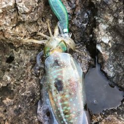 2022 佐渡ヶ島エギング 19回目【9月29日】