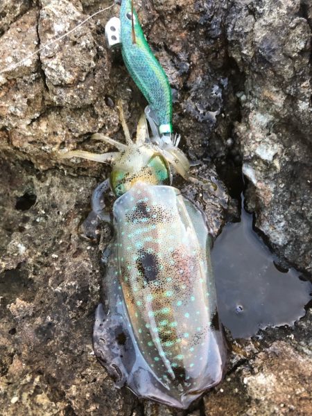 2022 佐渡ヶ島エギング 19回目【9月29日】