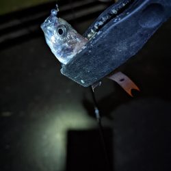 小さいながらも本命ゲット