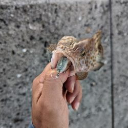 ここでも小さいながらも本命ゲット