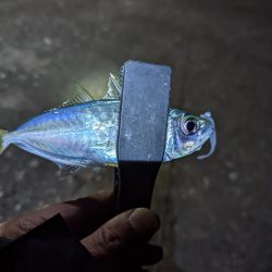 名前のわからん魚が…