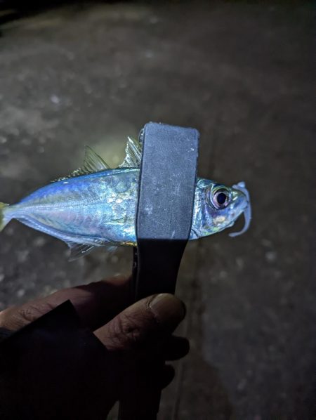 名前のわからん魚が…