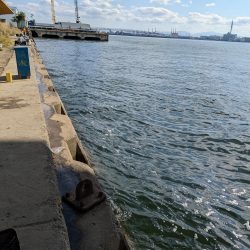 カワハギに夢中