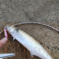 渋めの中サゴシ