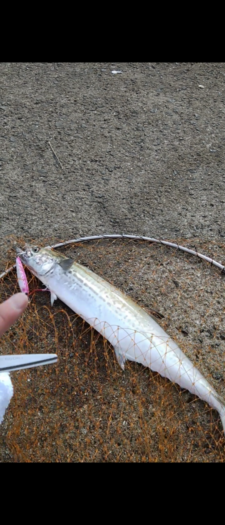 渋めの中サゴシ