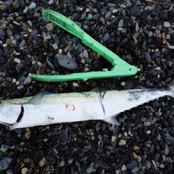 エギングでアオリイカとサゴシ祭り