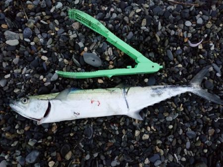 エギングでアオリイカとサゴシ祭り