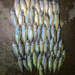 エギング、アジング