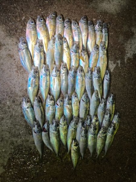 エギング、アジング