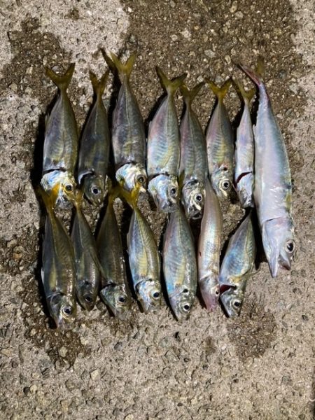 エギング、アジング