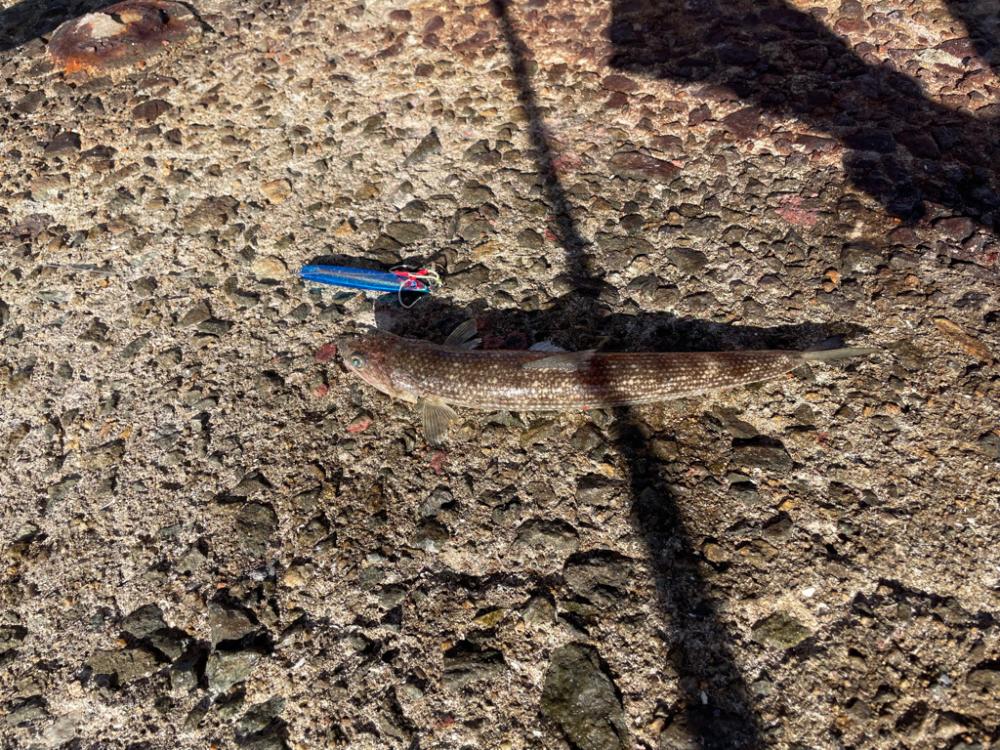 南港ショアジギング