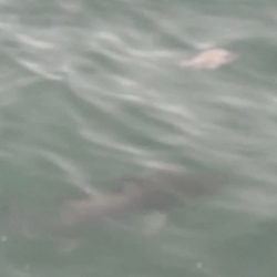 宇佐一文字フカセ釣り