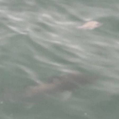 宇佐一文字フカセ釣り