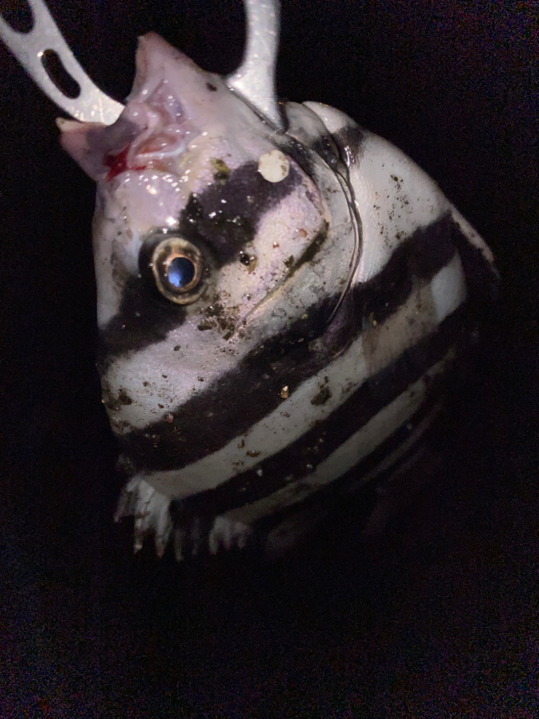 ヘチってきました