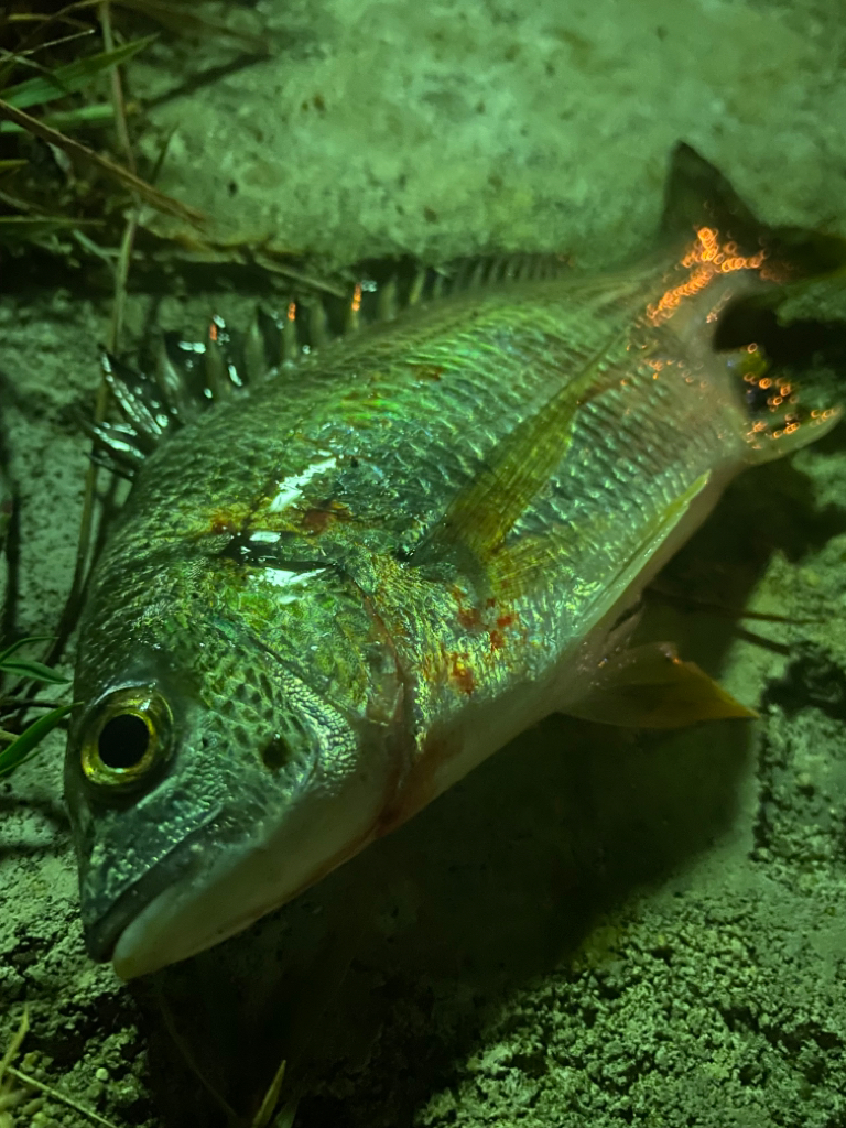 ガシラってきました