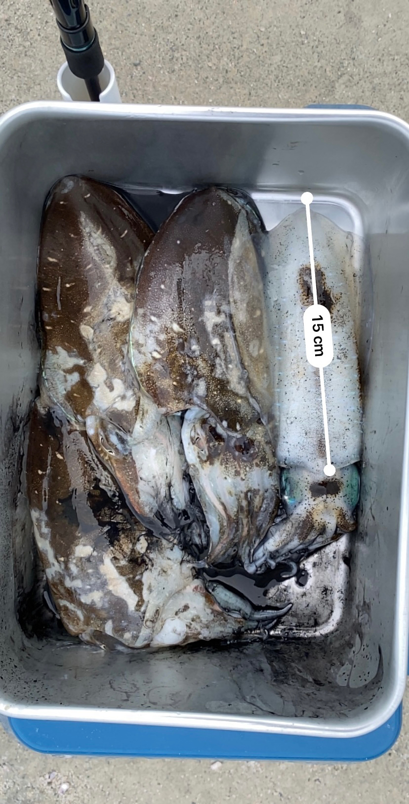 コウイカ祭り！