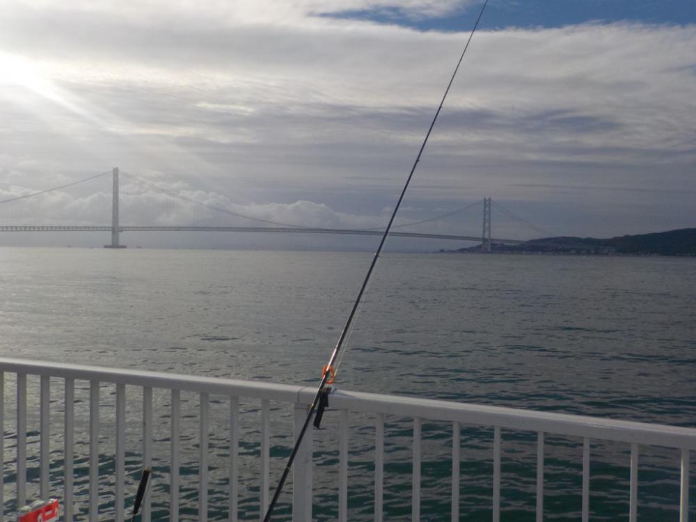 グレ釣りのはずが・・・