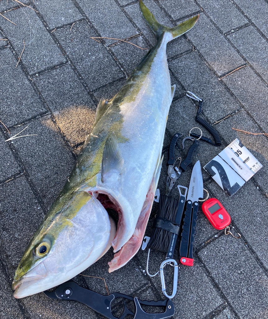 潮緩み水潮ながら。ギリ鰤80cm4290g。。