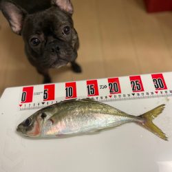 バチコンアジング