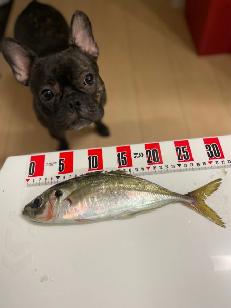 バチコンアジング