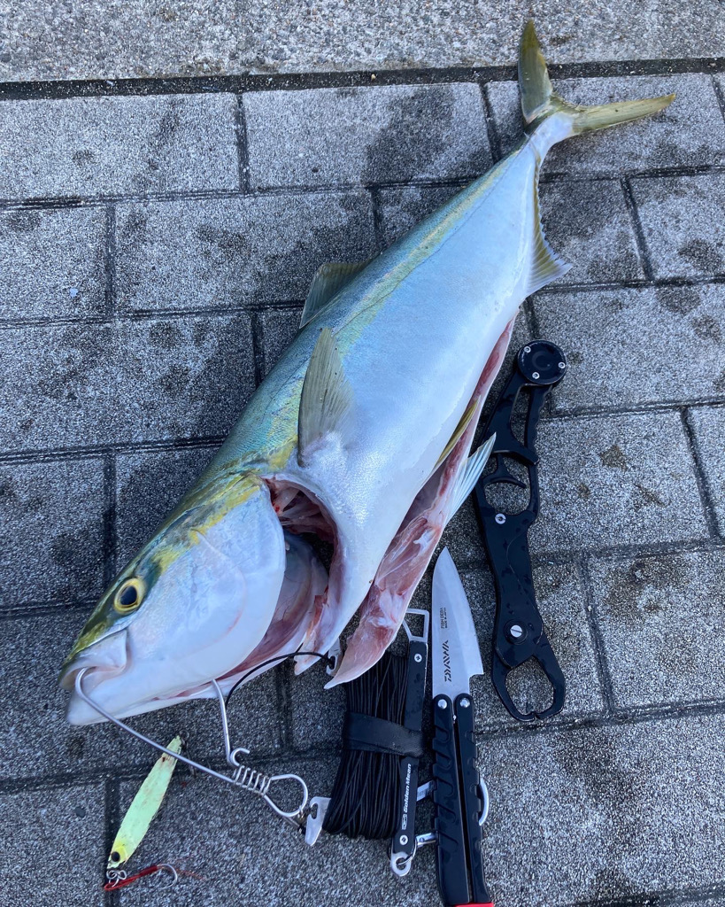 時合まにあわず。ギリメジロ65cm。。。