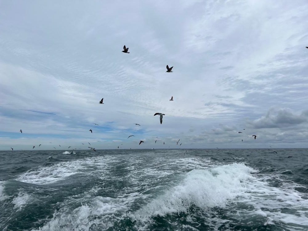 大原沖、イワシ解禁2週目調査