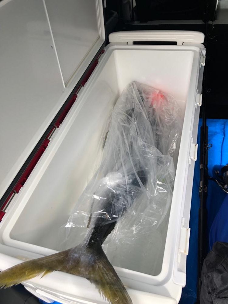 地磯でまさかの大物