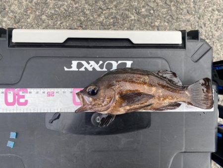 初ノマセで2枚抜き