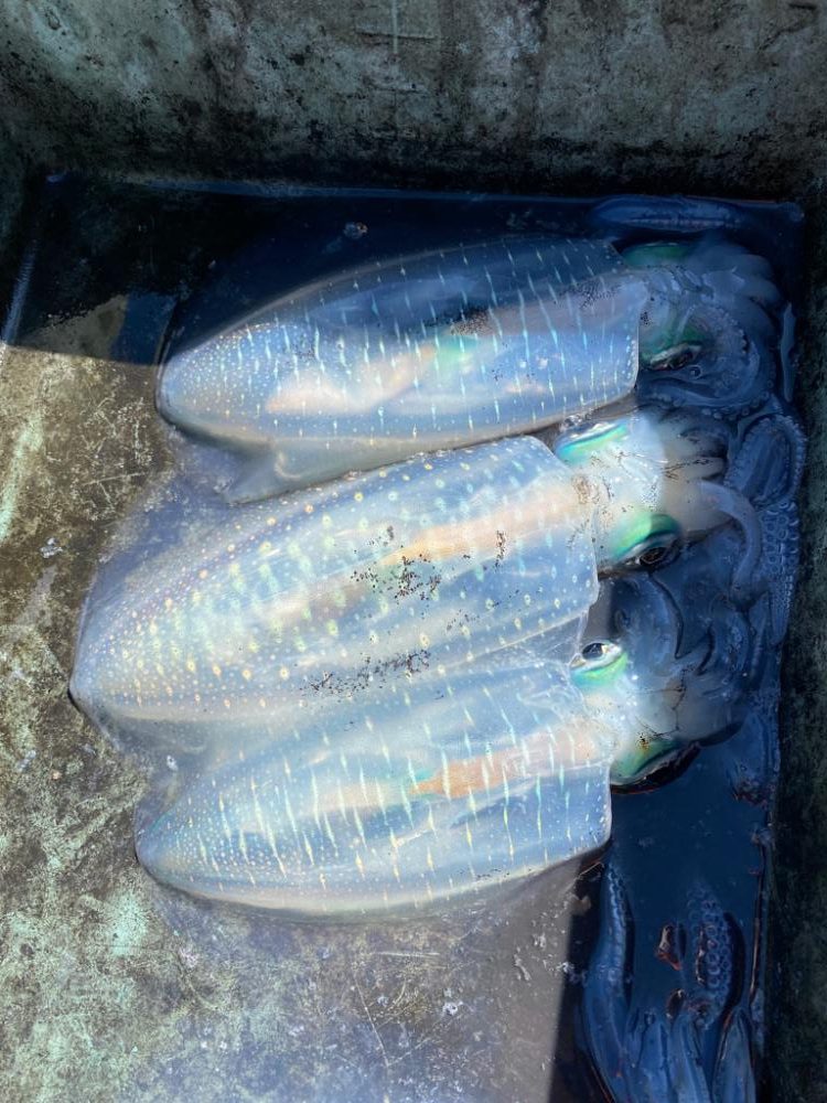 和歌山ティップラン