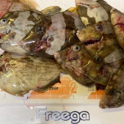 ハプニングカワハギw