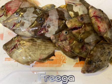 ハプニングカワハギw