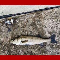 釣り始めから何度も小さいアタリ