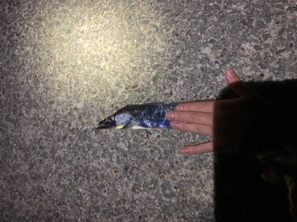 太刀魚！！