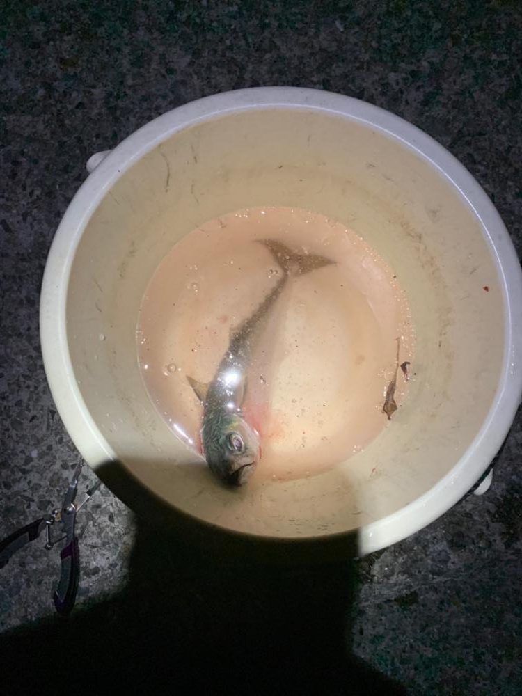 久しぶり大サバ？