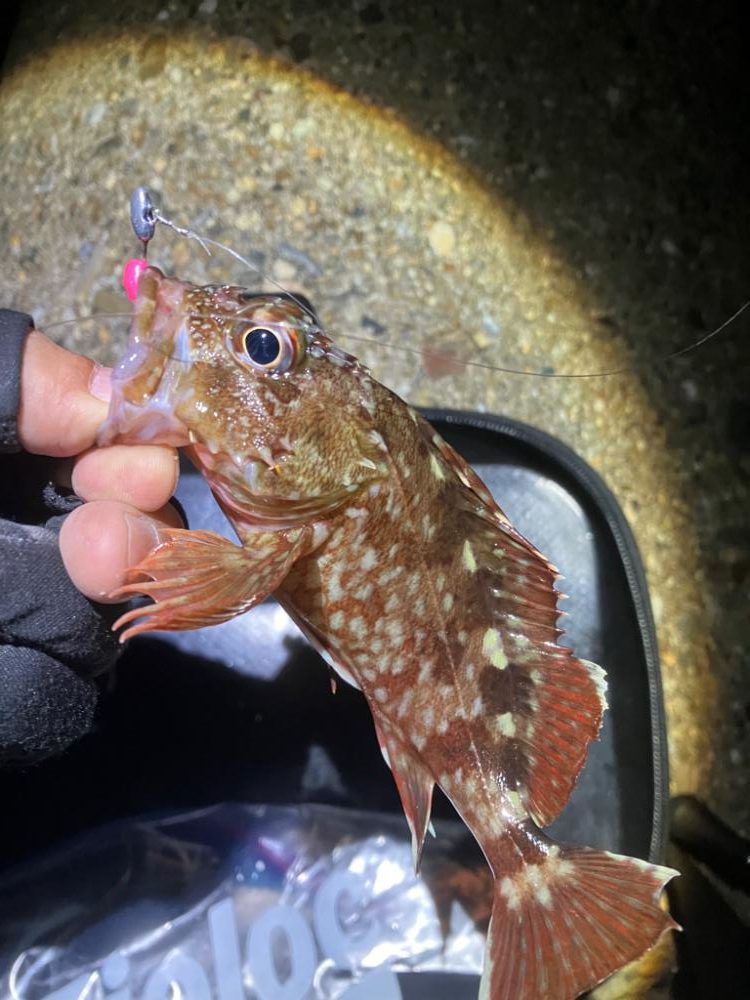 アジング楽しい(^。^)