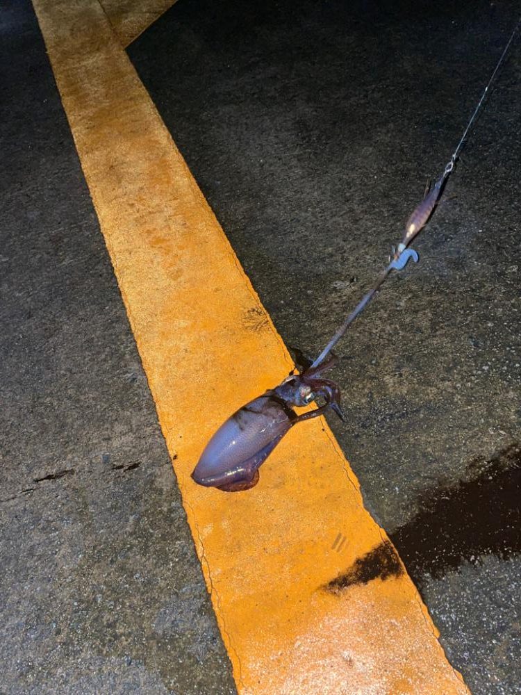 おNewのタックル