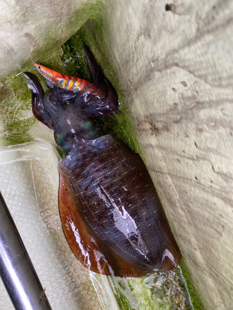 アオリイカ　丸松乗合船