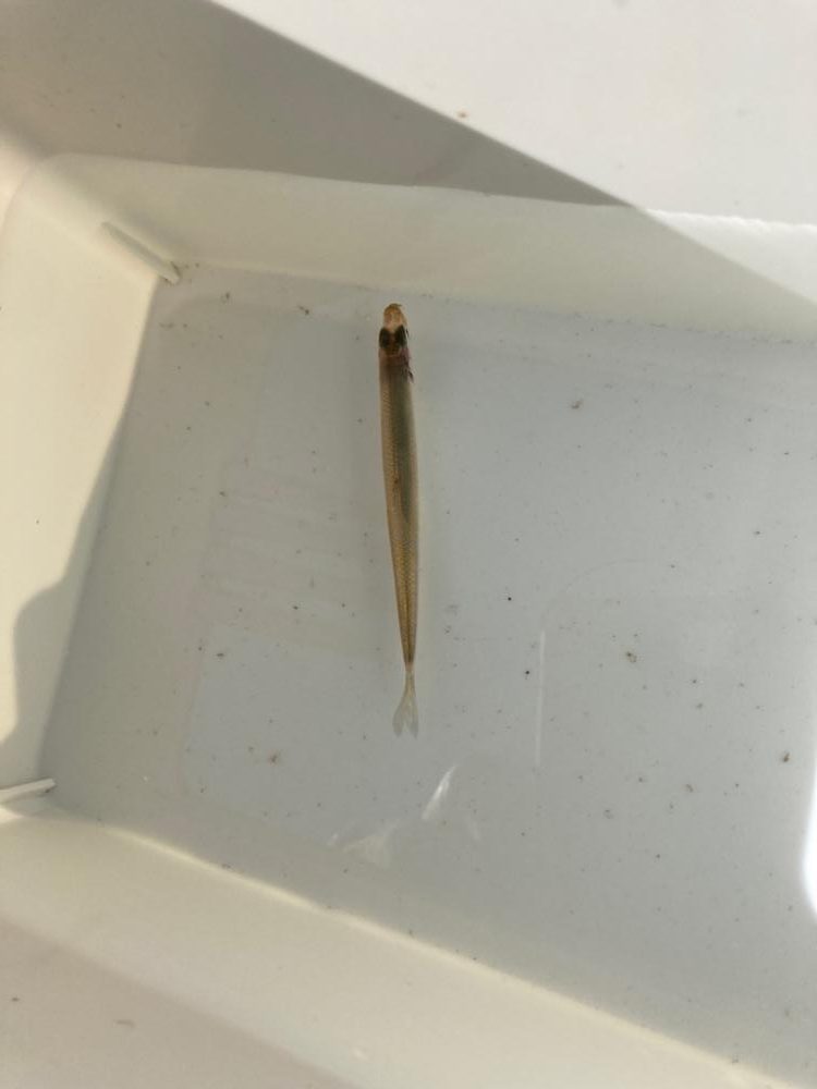 やっぱりワカサギ！