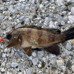 良型のメバル来た！！