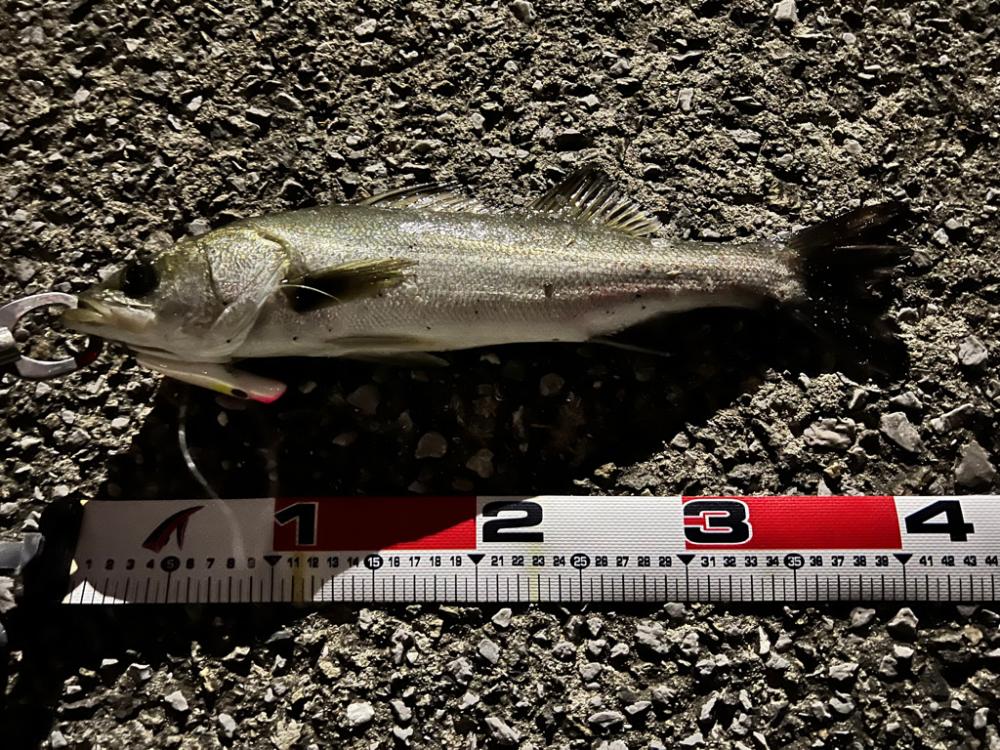 秋爆！ランカーまであと少し