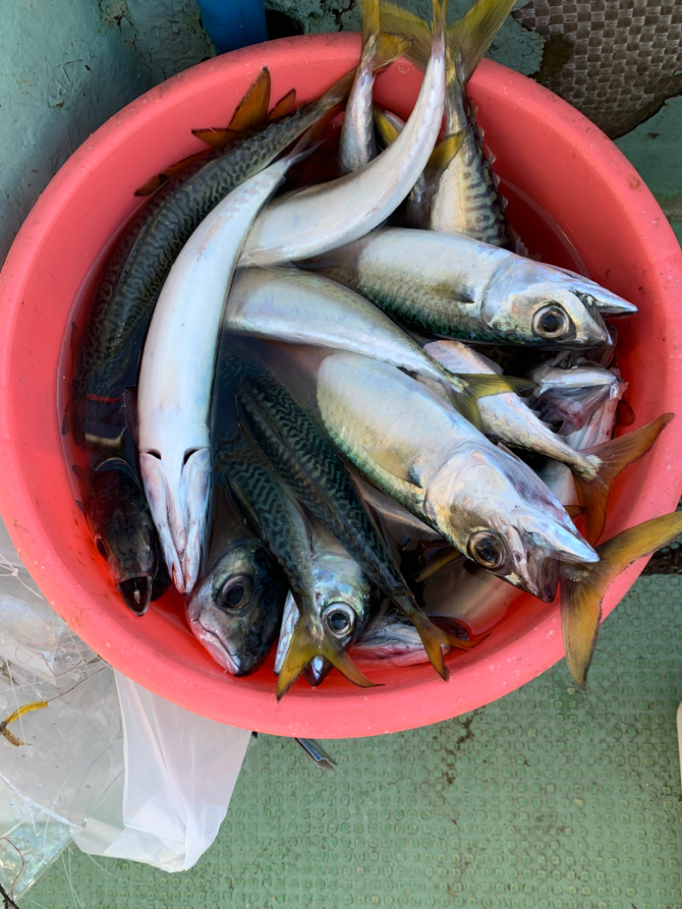 今年最後の船タチウオか？