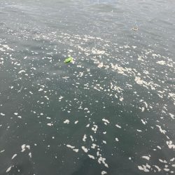 激混み水潮ん中。ギリハマチ43cm。。